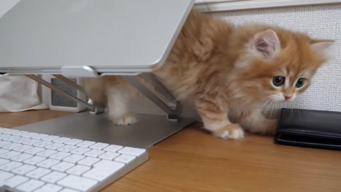 ノートPCの近くで遊ぶ猫