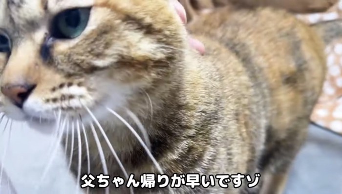 駆け寄る猫