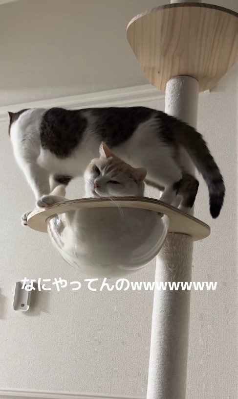 ボウルでくつろぐ猫とボウルの縁に立っている猫
