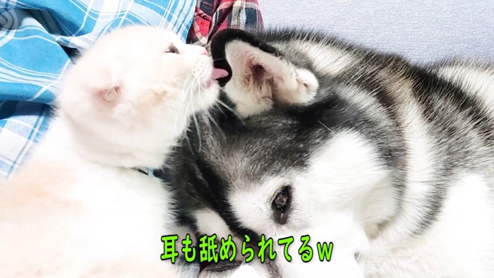 犬をなめる子猫