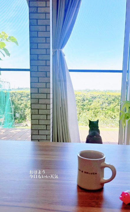 外を眺める黒猫