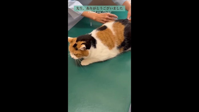 注射(横から・横を向くミケちゃん)