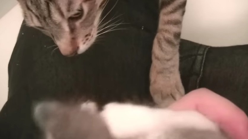 子猫を見る猫