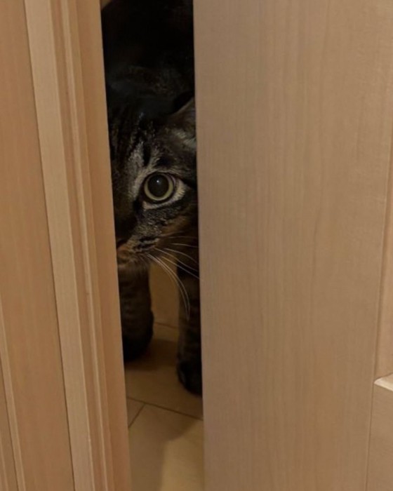 ドアの隙間から覗く猫