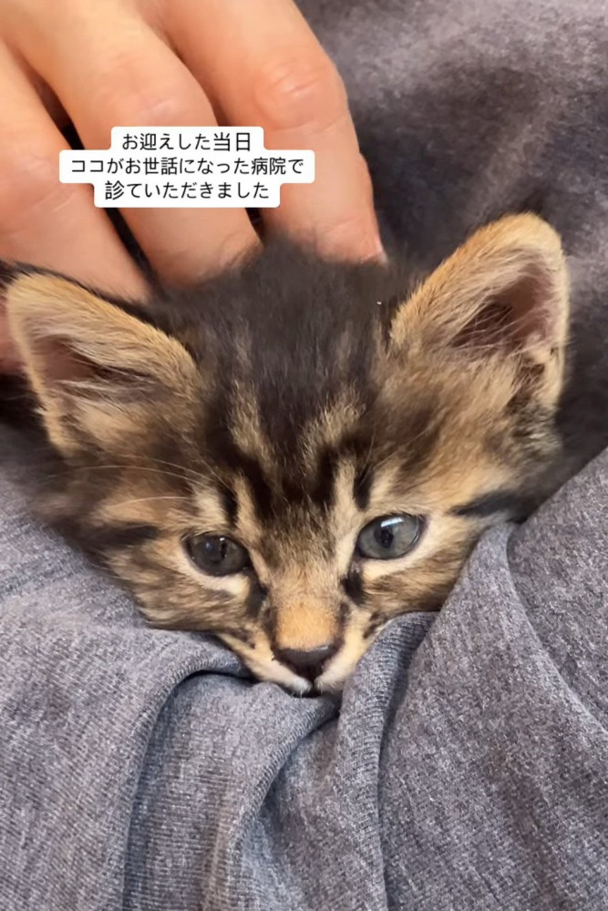 抱っこされる猫