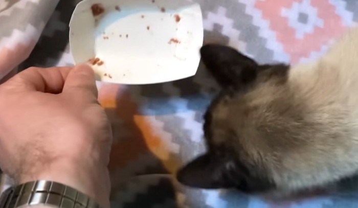 空になった餌入れとシャム猫
