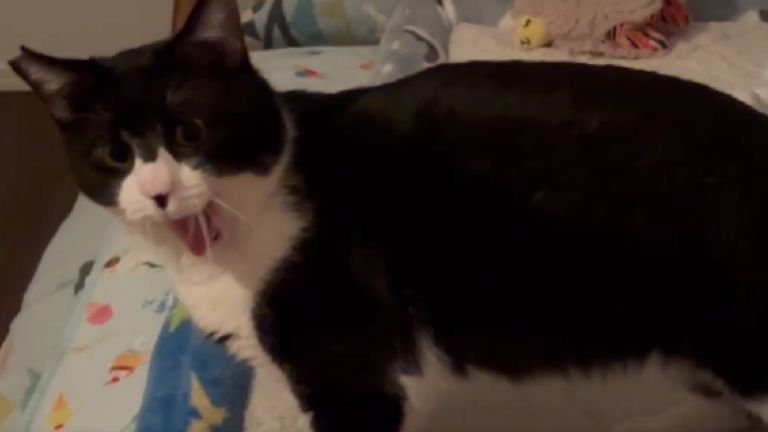 あくびしている猫