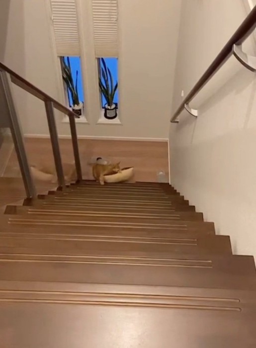 クッションを咥える猫