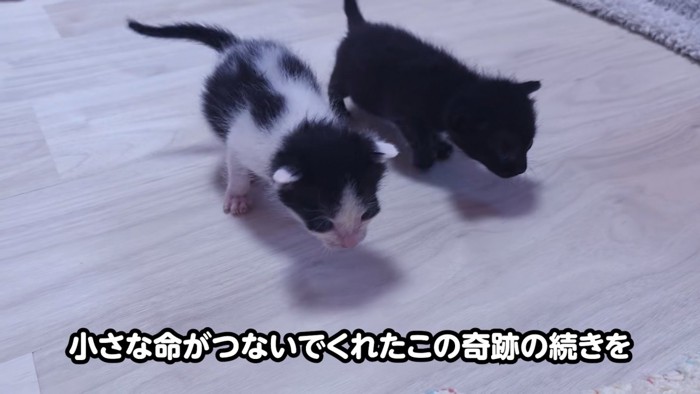歩く子猫