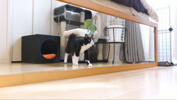 鏡に興味津々チコちゃん