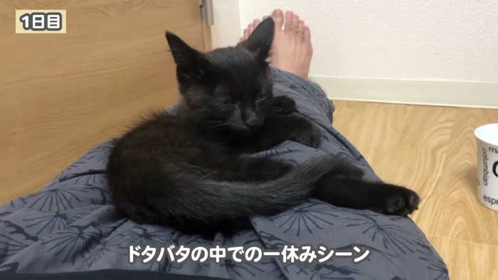 パパの足の上で寛ぐ子猫