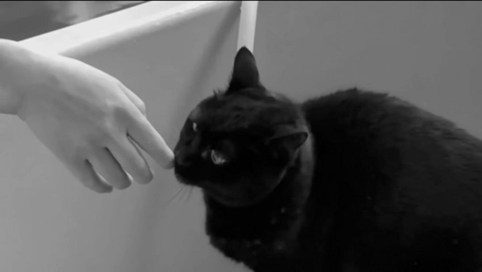 男性の手を嗅ぐ猫