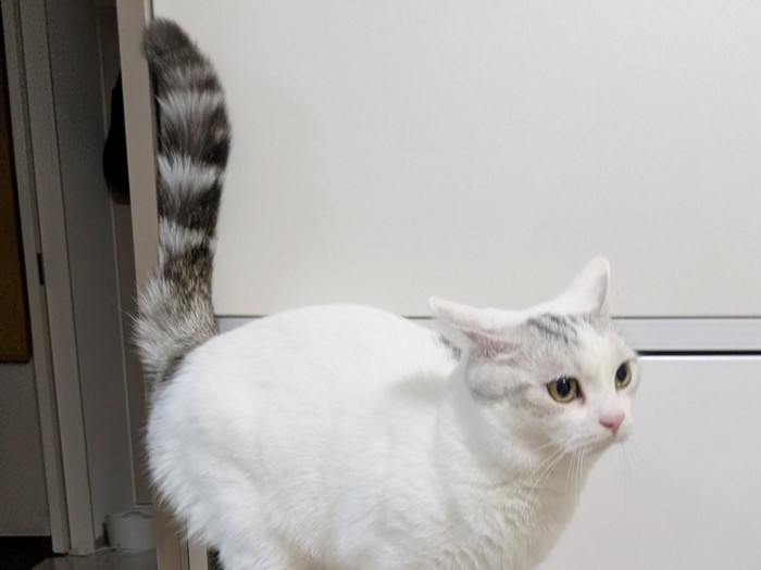 得意げな表情で胸を張る猫