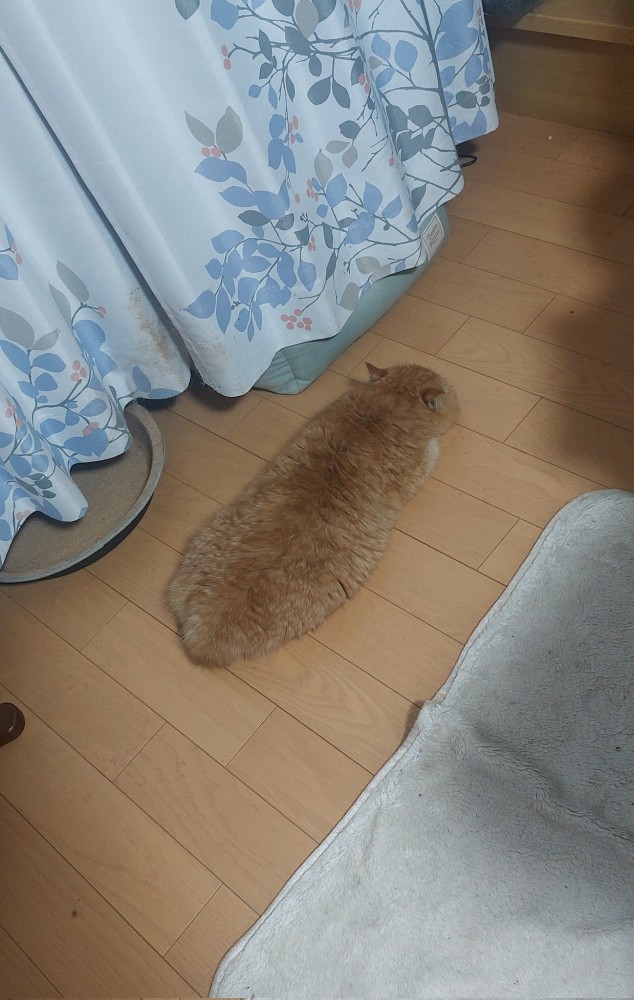 床で寝転がるがんもくん