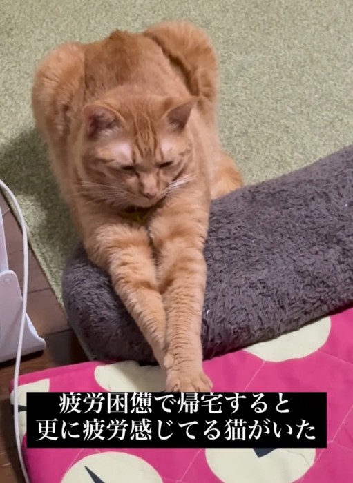 目を瞑る猫
