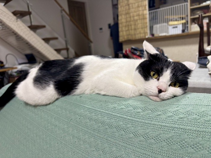 ソファの背もたれ上部に寝そべる猫の正面