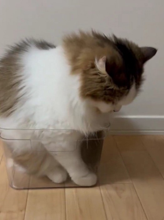 ケースに入る猫