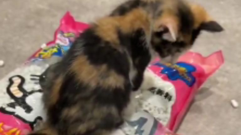 猫砂の袋に乗っている猫