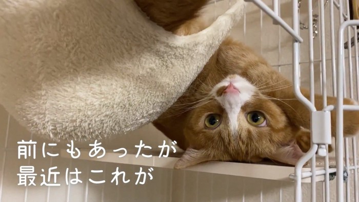 変な格好に戻るウラちゃん