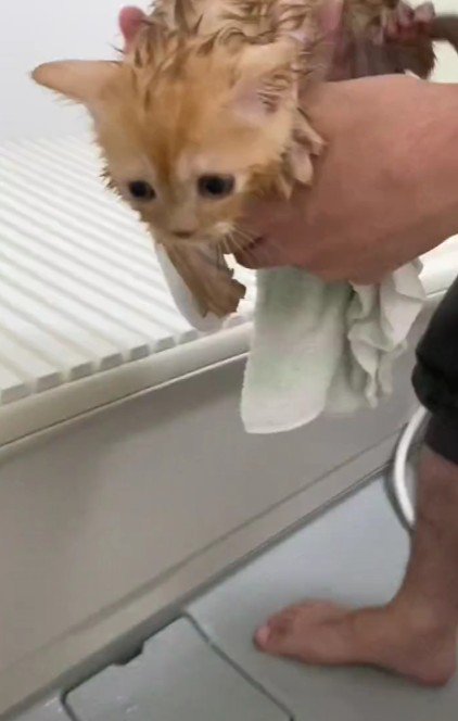 乾かされる子猫