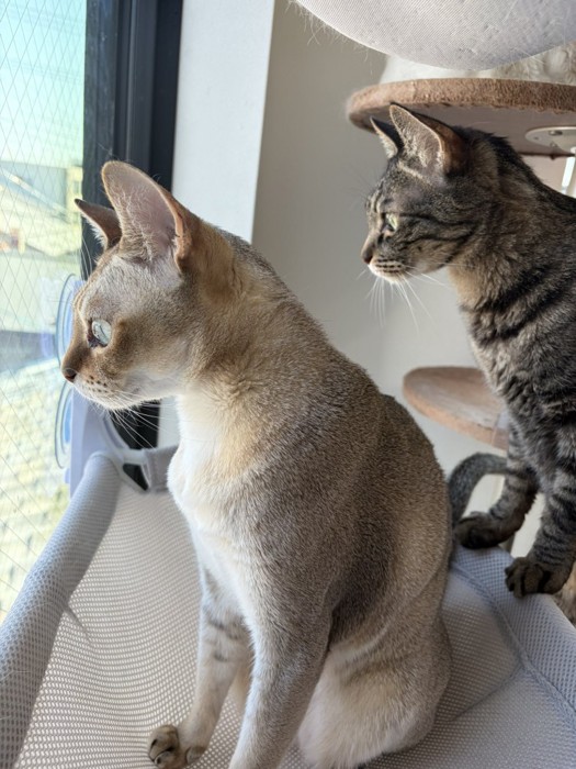 警備する猫たち