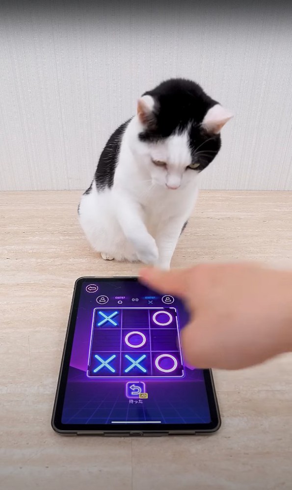 飼い主の手とタブレットを見つめて右前足を上げている猫