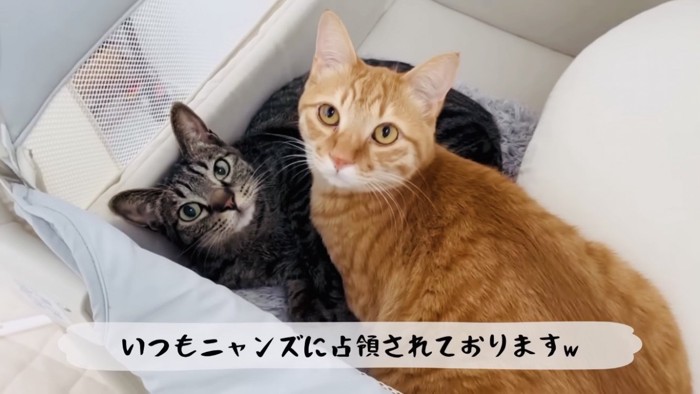 ベビーベッドの上のキジトラ猫と茶トラ猫