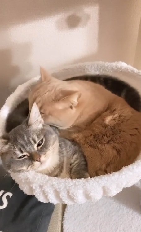 毛づくろいされて嬉しそうなみりんくん