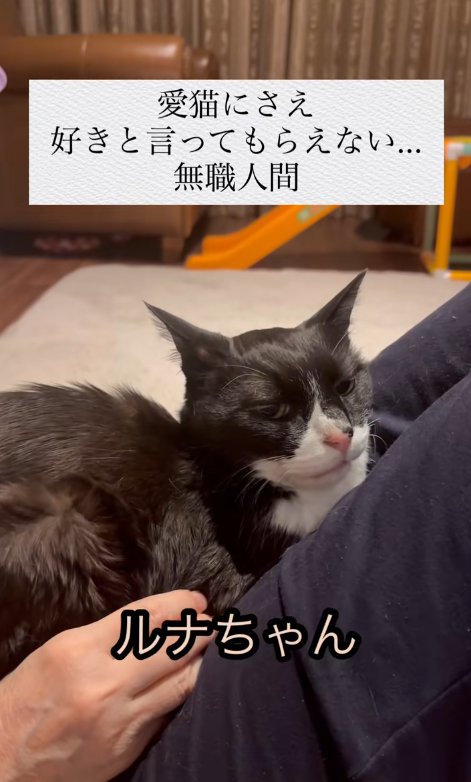 人の上に乗っている猫と「ルナちゃん」の字幕