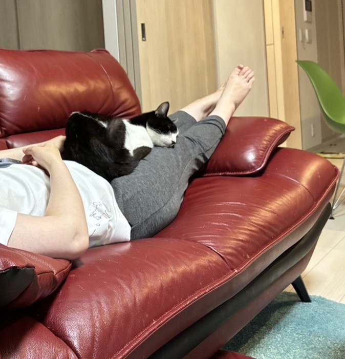 ソファで眠る飼い主の膝に寝転がるハチワレ猫