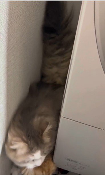 洗濯機の裏に隠れている猫
