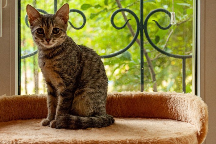 段差にもたれてこちらを見る猫