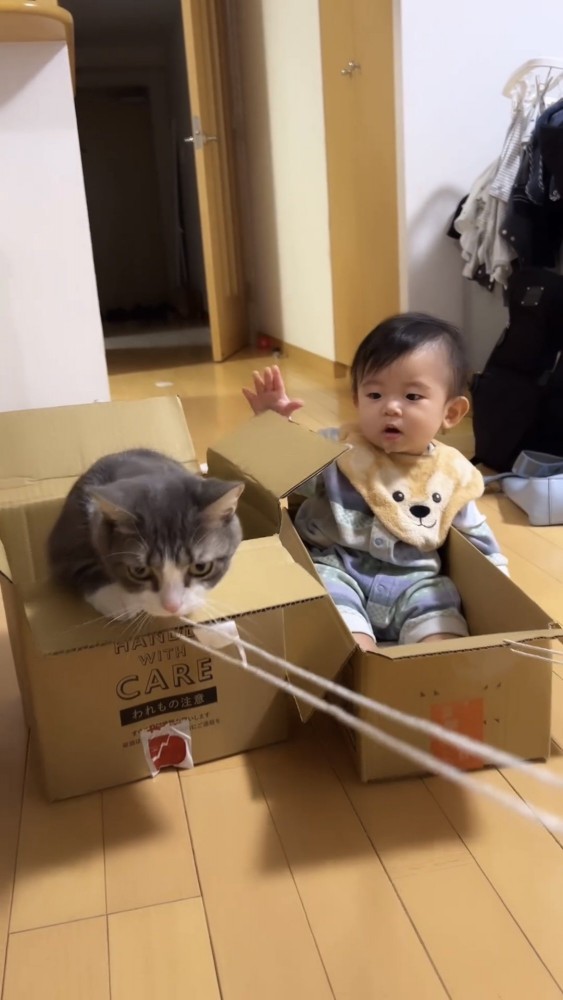 猫と遊ぶ赤ちゃん