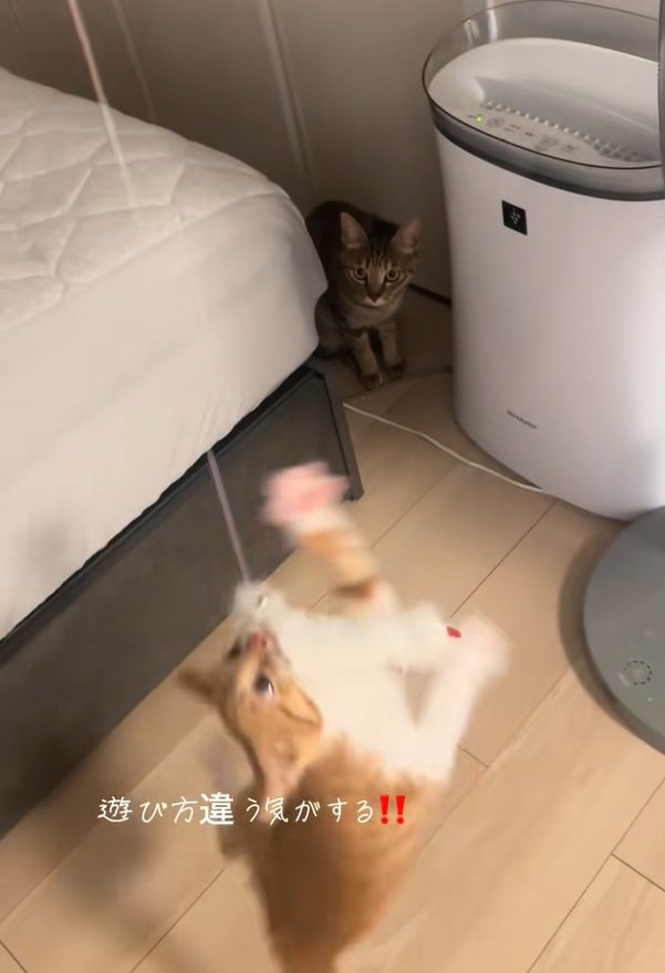 猫パンチをするいえもんくん