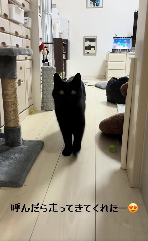 リビングの奥からカメラに向かってくる猫(アップ)