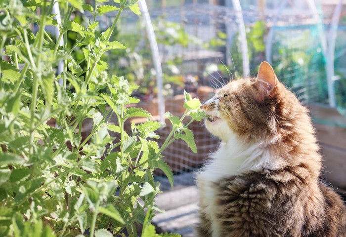 植物をかじる猫