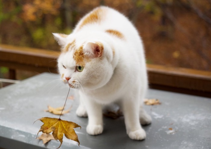 落ち葉をくわえる猫