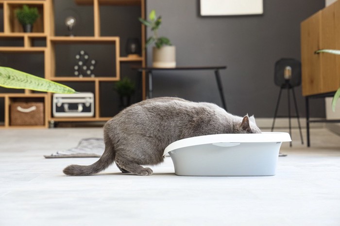 トイレに顔を突っ込む猫