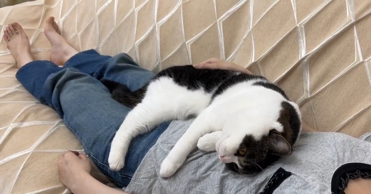 人のお腹の上で横になる猫