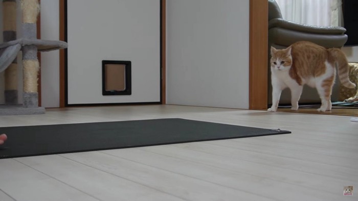 背中を盛り上げる猫