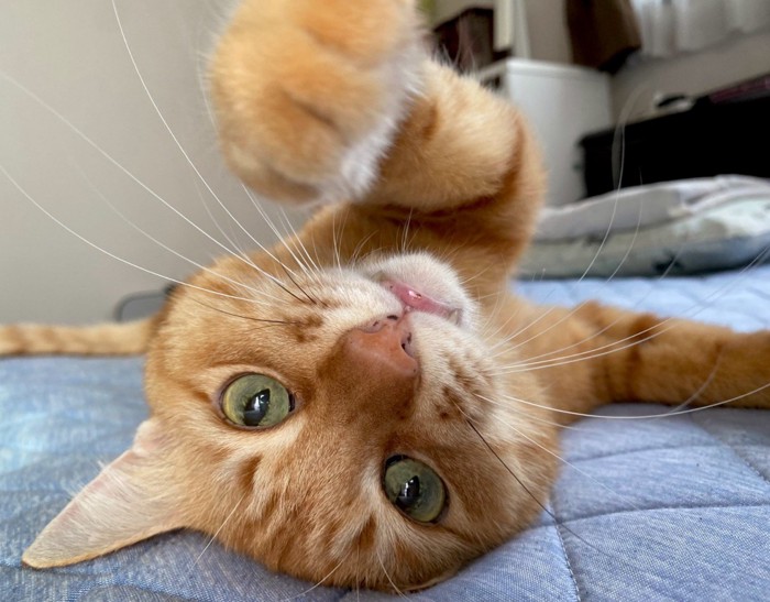 茶トラ猫（さかさま）