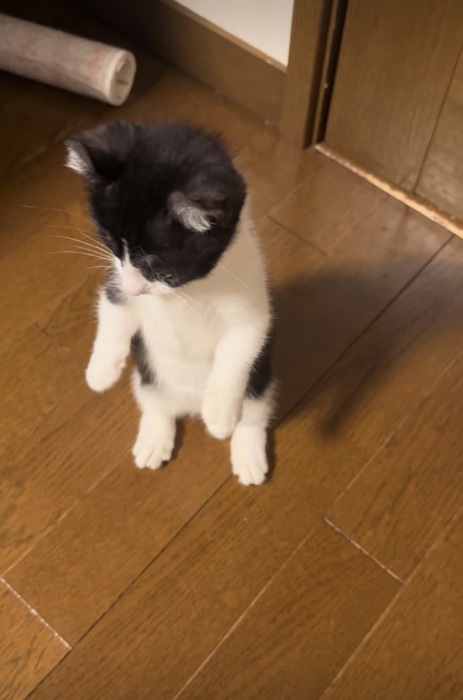 後ろ足で立つ子猫