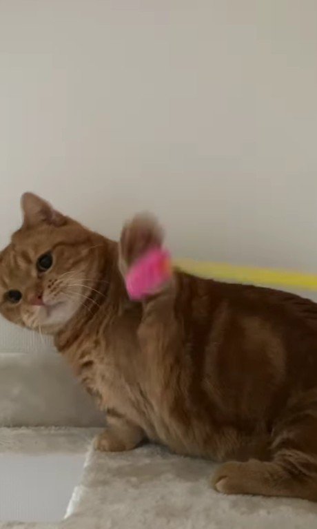 おもちゃで遊ぶ猫