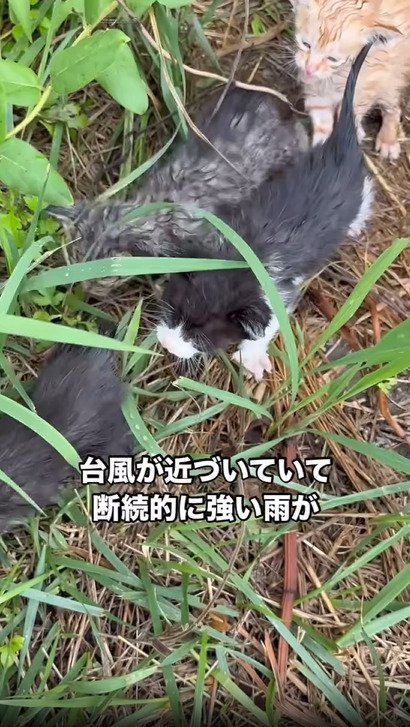 歩き出す4匹の子猫