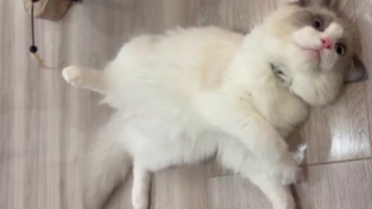 廊下で寝転ぶ猫