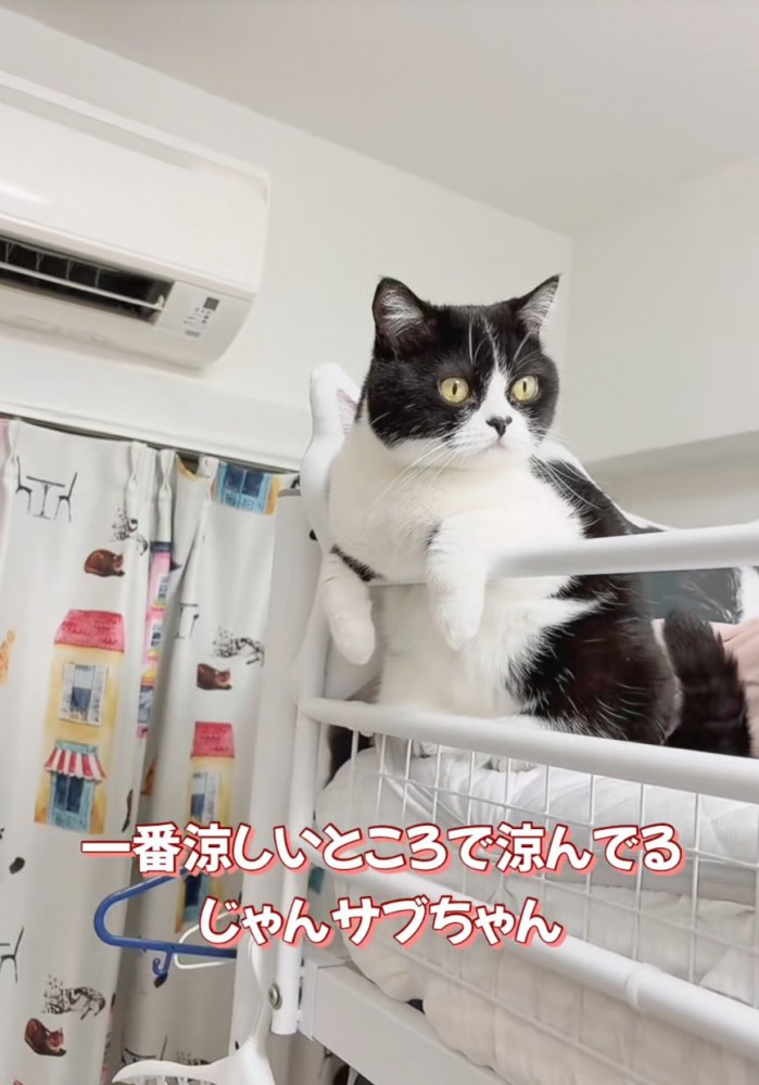 エアコンの前を陣取る猫