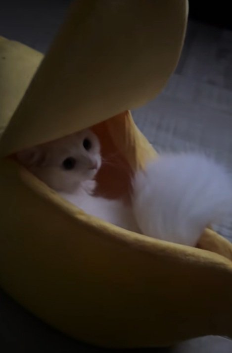 ペット用バナナベッドの中にいる猫
