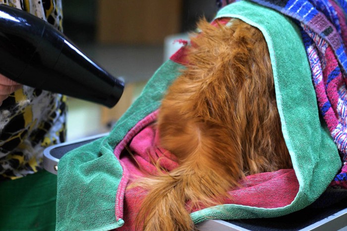 ドライヤーをかける