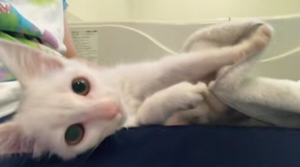 洗われた子猫