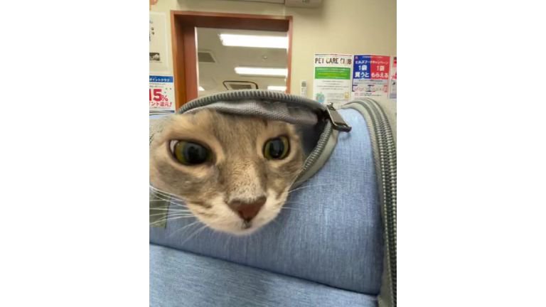 キャリーの中にいる猫